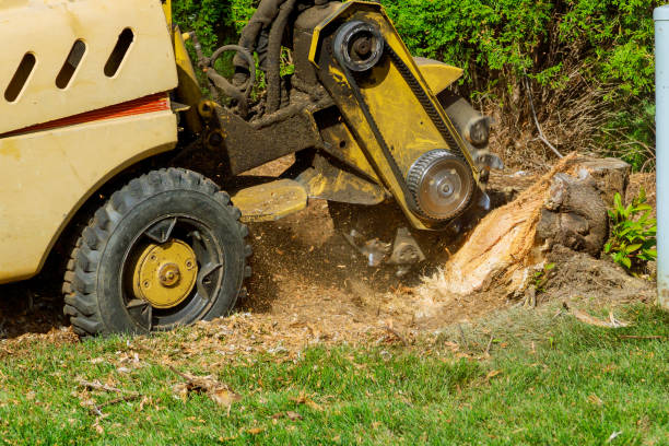 Best Affordable Tree Service  in Clendon, AR